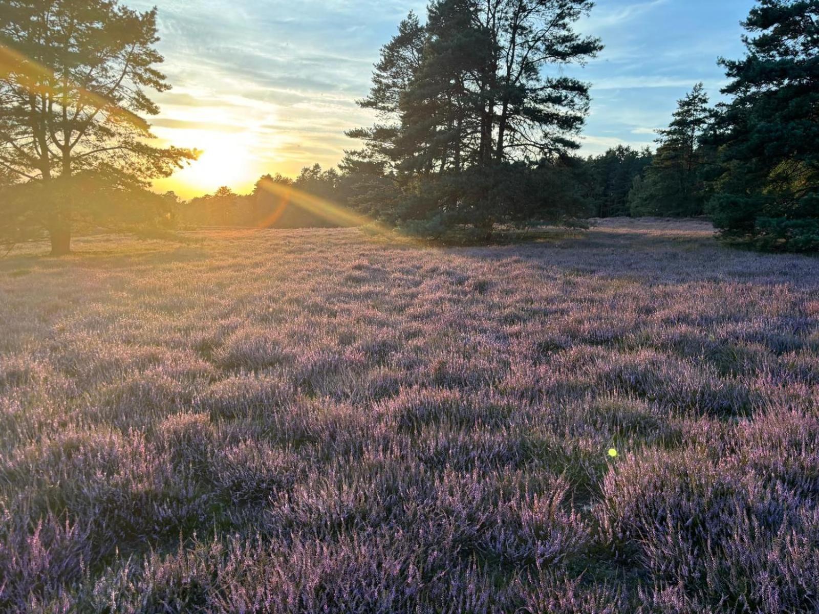 Heidegut Eschede Reitsportanlage Und Feriendorf 外观 照片
